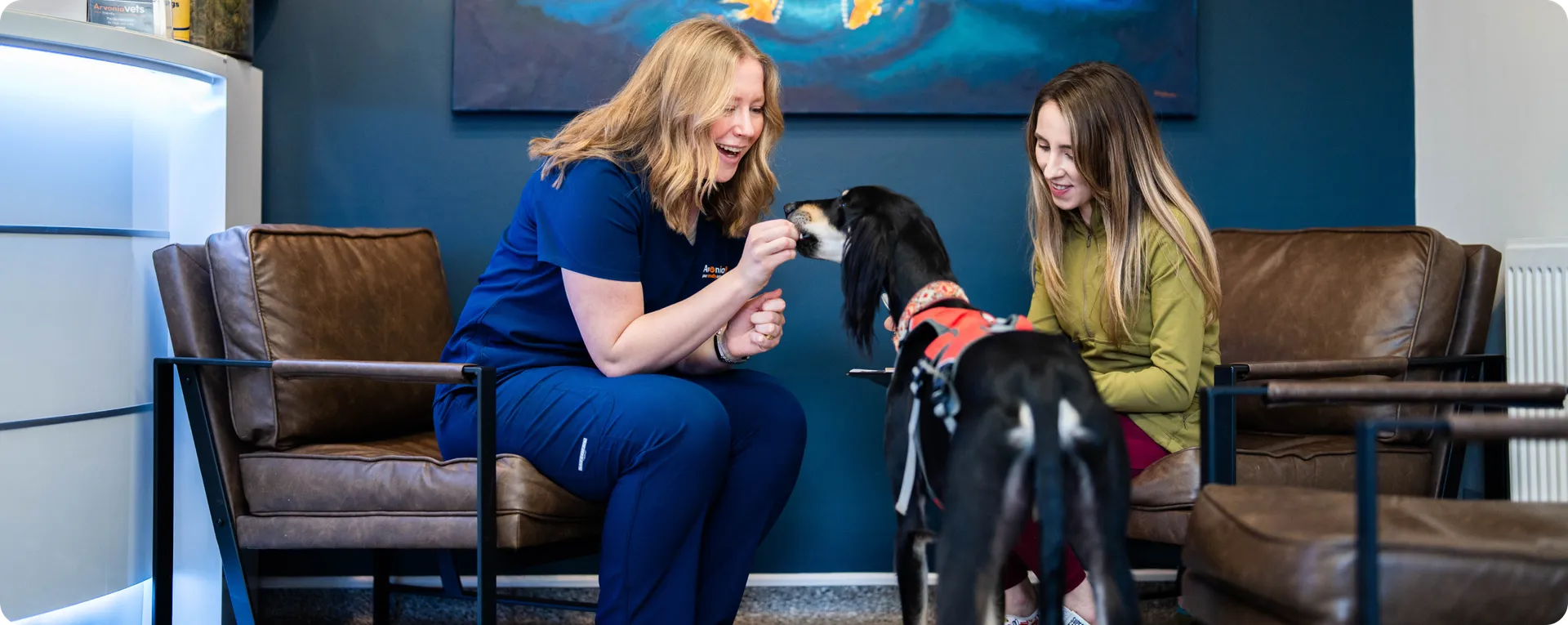 vet feeding dog