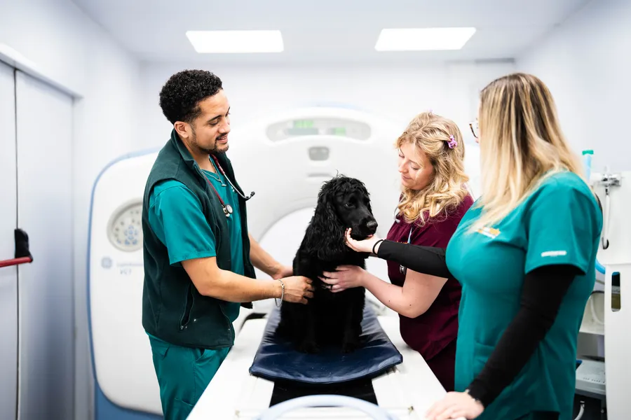 vets with dog
