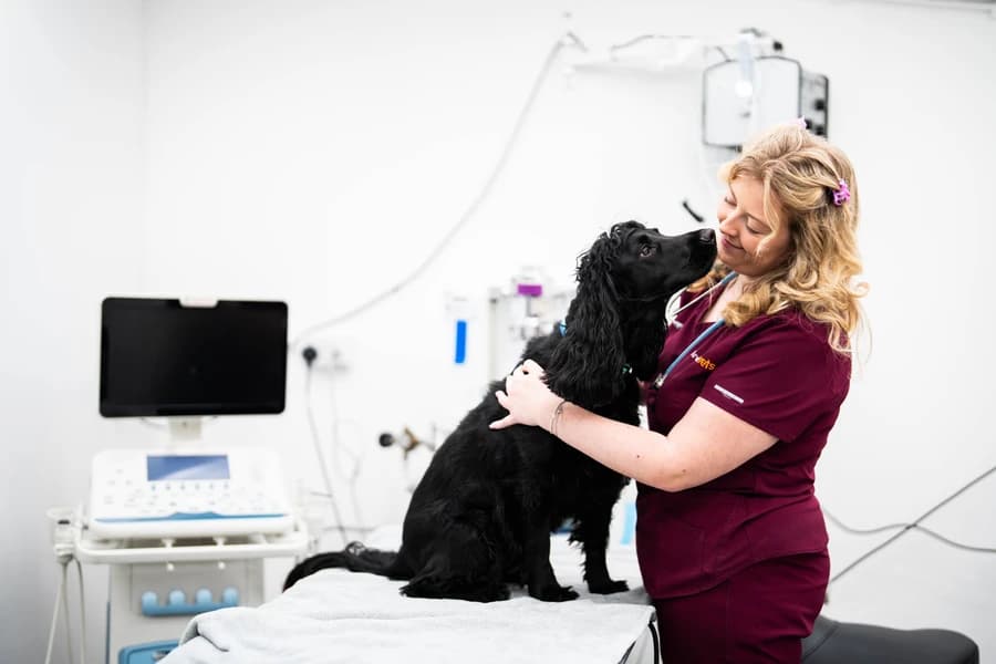 Vet Thing Vet with Dog