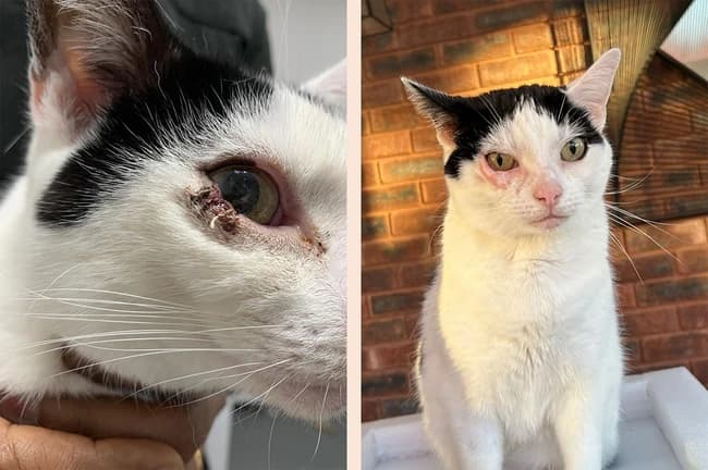 Close up of Snowy before and after electrochemotherapy treatment at Park House Vets in Staffordshire © Park House Vets