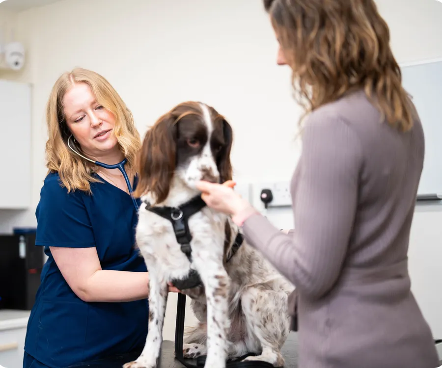 Vet with dog