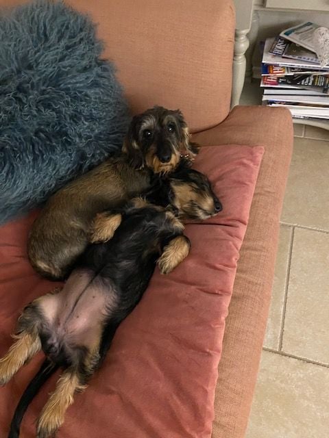Nick's Dogs