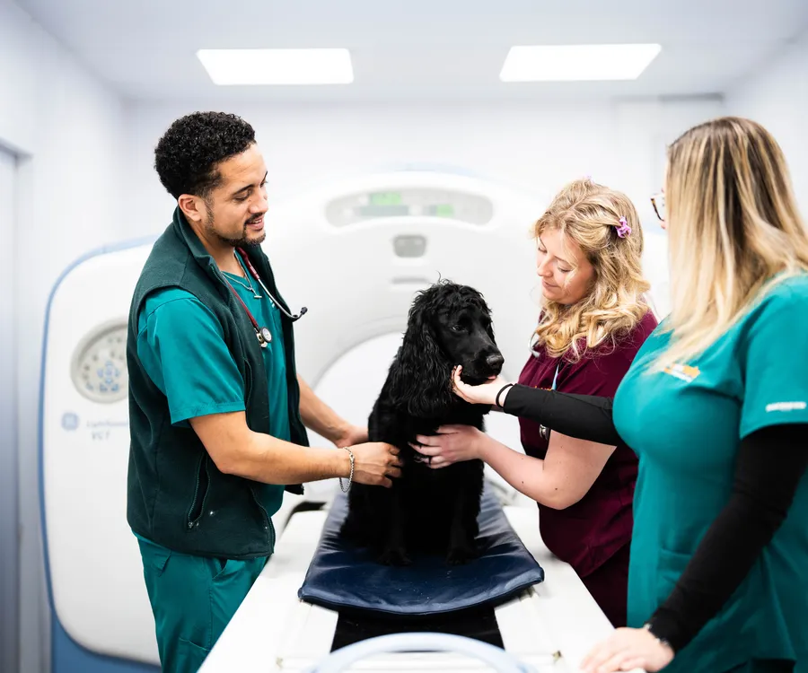 vets with dog